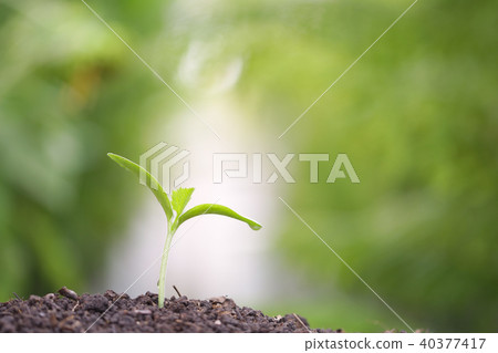 Pumpkin sprout growing Pumpkin sprout growing 40377417