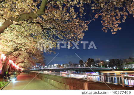 Scenery of the lined cherry blossom trees and the Sumida River 40377469