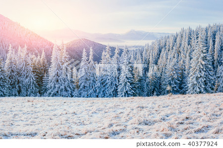 Winter landscape glowing by sunlight. Dramatic wintry scene. Car 40377924