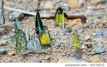 Multi-color of butterfly species eating Salt licks 40378010