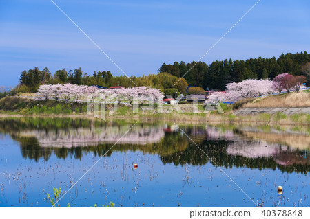Cherry blossoms in Naganuma Phutopia Park Naganuma park & cherry blossoms Cherry blossoms in Naganuma Phutopia Park Naganuma park & cherry blossoms 40378848
