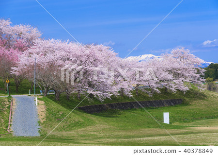 Cherry blossoms in Naganuma Phutopia Park Naganuma park & cherry blossoms Cherry blossoms in Naganuma Phutopia Park Naganuma park & cherry blossoms 40378849