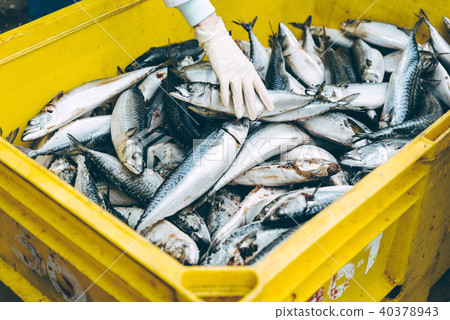 fish seafood factory 40378943