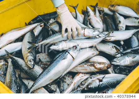 fish seafood factory 40378944