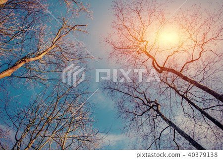 Tree top view. Abstract and nature background 40379138