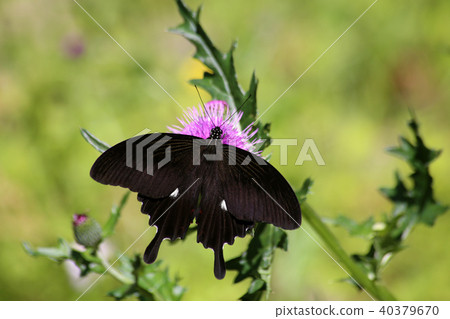 和尚燕尾和諾西 40379670