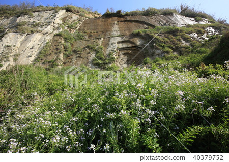 Beach of Iioka Beach of Iioka 40379752