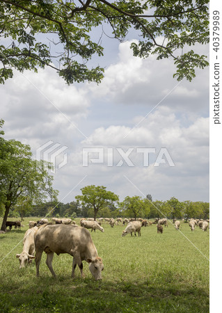 Herd of cows in the meadow Herd of cows in the meadow 40379989