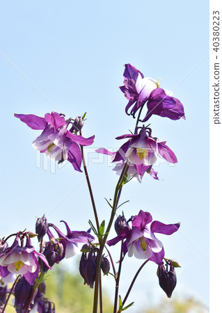 Odamaki (rings) Odamaki (rings) 40380223