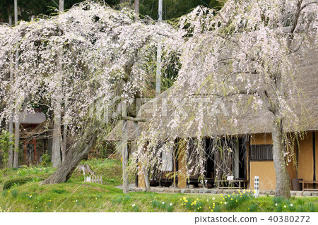Tatsuya cave Bishamonto cherry tree Iwate prefecture Tatsuya cave Bishamonto cherry tree Iwate prefecture 40380272