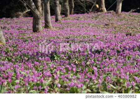 Katakuri flower clusters Katakuri flower clusters 40380982