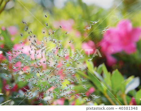 Scattered spiderling hatching Scattered spiderling hatching 40381348