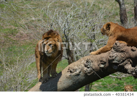 lion lion 40381434