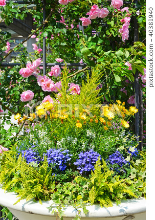 Scenery of Osaka Nakanoshima rose garden Scenery of Osaka Nakanoshima rose garden 40381940