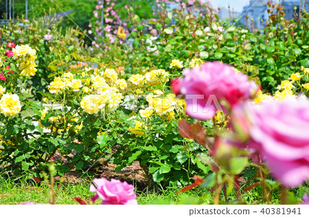 Scenery of Osaka Nakanoshima rose garden Scenery of Osaka Nakanoshima rose garden 40381941