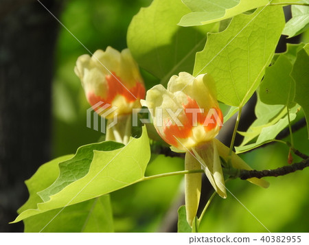 鬱金香花 鬱金香花 40382955