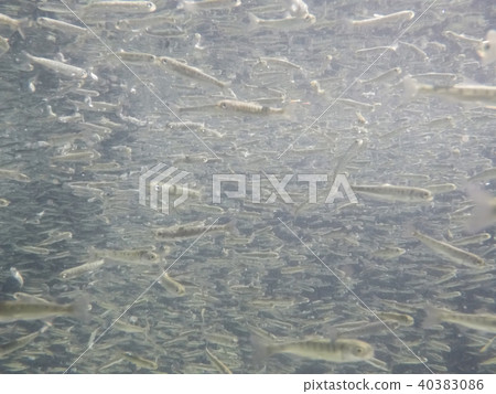 Salmon fry (swimming) 40383086