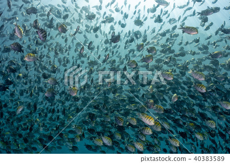 Sergeant fish bait ball underwater Sergeant fish bait ball underwater 40383589