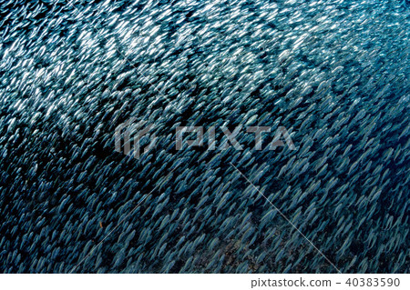 sardine school of fish underwater bait ball sardine school of fish underwater bait ball 40383590