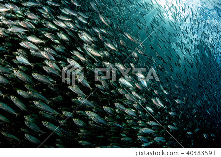 sardine school of fish underwater bait ball sardine school of fish underwater bait ball 40383591