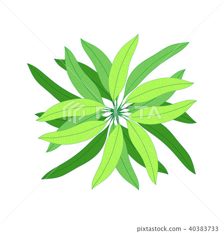 Eucalyptus . Isolated eucalyptus on white background. 40383733
