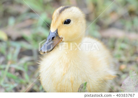 Chicks with yellow hair of the duck Chicks with yellow hair of the duck 40383767