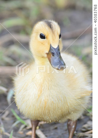 Chicks with yellow hair of the duck Chicks with yellow hair of the duck 40383768