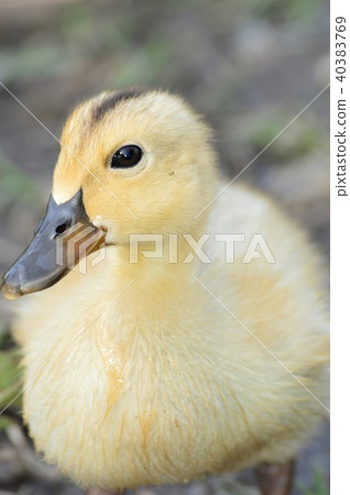 小鴨子的黃頭髮 小鴨子的黃頭髮 40383769