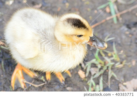 小鴨子的黃頭髮 40383771