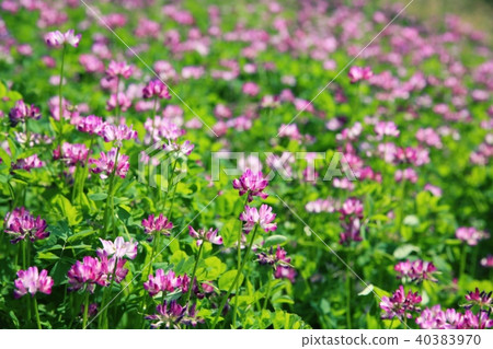 花Festa紀念公園桃紅色花 40383970