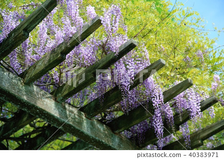 花Festa紀念公園藤 花Festa紀念公園藤 40383971