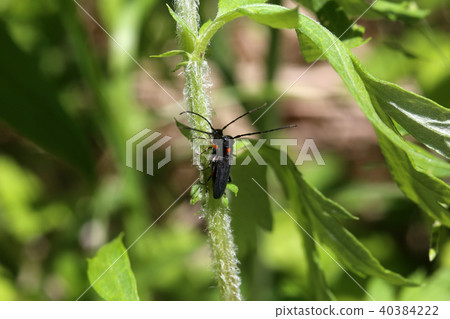 Mating of the flower 40384222