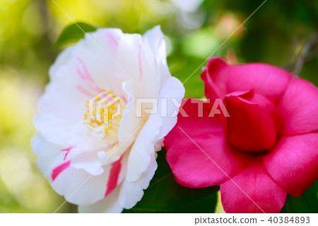 Camellia, Yao Nishiki 40384893
