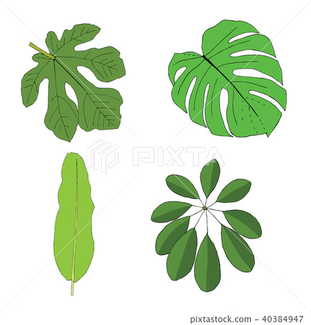Hand drawn tropical leaves set.  40384947
