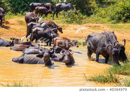 Safari day, group of buffaloes Safari day, group of buffaloes 40384979