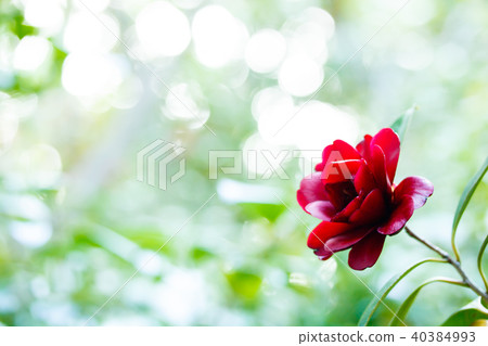 Camellia and ebony 40384993