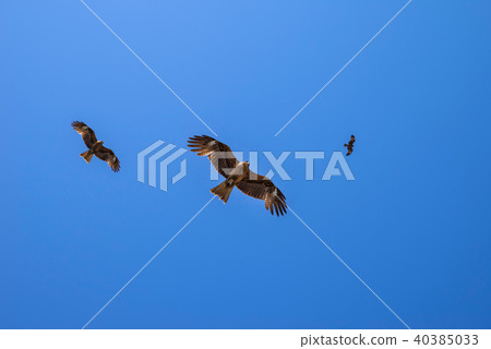 Tobi flying over Katase coast 40385033