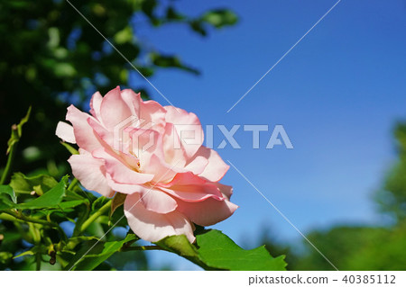 A light pink elegant rose that shines in the sky of a rose 40385112