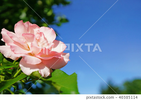 A light pink elegant rose that shines in the sky of a rose A light pink elegant rose that shines in the sky of a rose 40385114