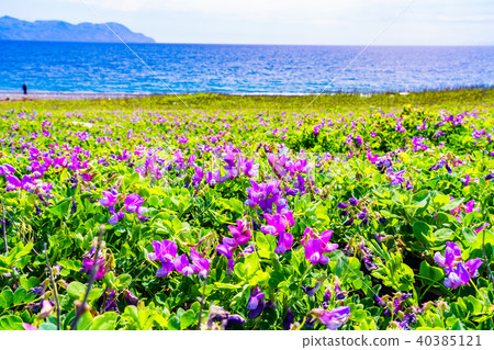 Senbonhama海岸的Hamean豌豆（靜岡縣沼津市） 40385121