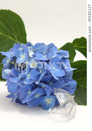 Hydrangea umbrella rainy season image Hydrangea umbrella rainy season image 40385127