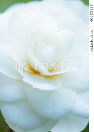 茶花Shirazumi（Shirakakukura） 40385137