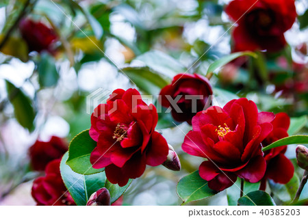 Camellia and ebony 40385203