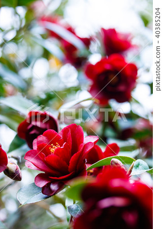 Camellia and ebony 40385204