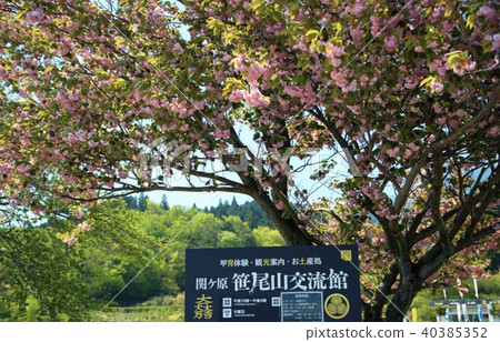 Sekigahara of spring 40385352