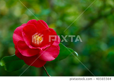 Camellia/Red Ezo 40385564