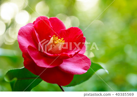 Camellia/Red Ezo 40385569