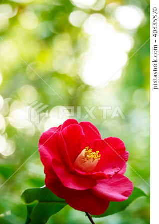 Camellia/Red Ezo 40385570