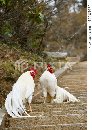 Chicken Chicken 40385685