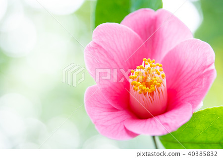Camellia, hymn 40385832